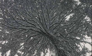 Canopy by Ellen Wagener